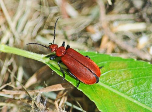 Réf. 302 137 : Pyrochroa serraticornis